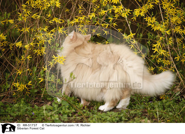 Sibirische Katze / Siberian Forest Cat / RR-51737