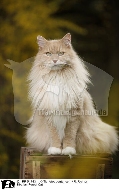 Sibirische Katze / Siberian Forest Cat / RR-51743