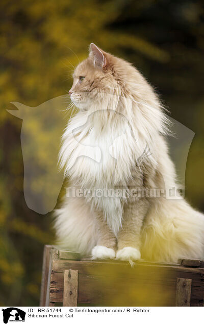 Sibirische Katze / Siberian Forest Cat / RR-51744