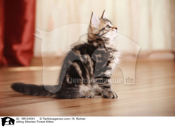 sitzendes Sibirisches Ktzchen / sitting Siberian Forest Kitten / RR-54591