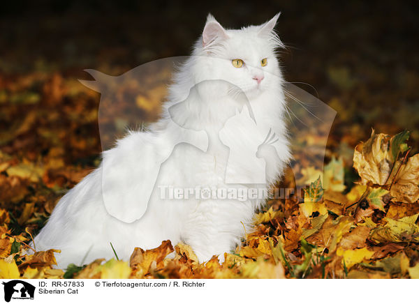 Sibirische Katze / Siberian Cat / RR-57833
