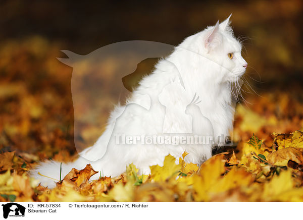 Sibirische Katze / Siberian Cat / RR-57834