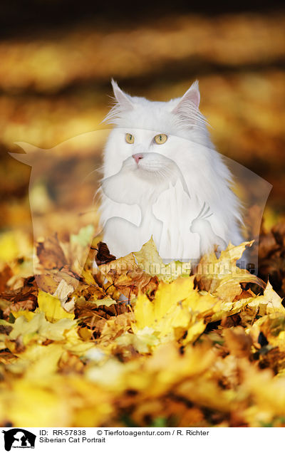 Sibirische Katze Portrait / Siberian Cat Portrait / RR-57838
