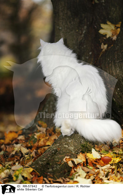 weie Sibirische Katze / white Siberian Cat / RR-57842