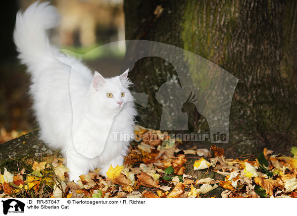 weie Sibirische Katze / white Siberian Cat / RR-57847