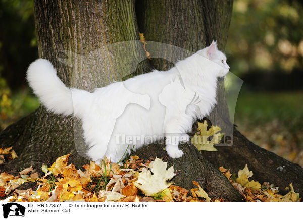 weie Sibirische Katze / white Siberian Cat / RR-57852