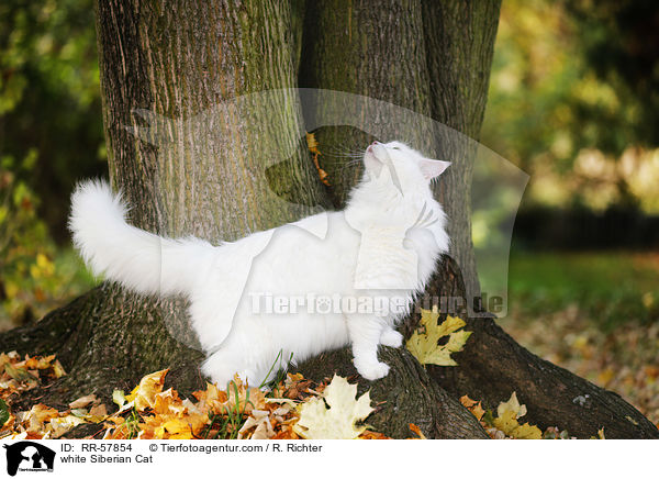 weie Sibirische Katze / white Siberian Cat / RR-57854