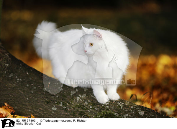 weie Sibirische Katze / white Siberian Cat / RR-57863