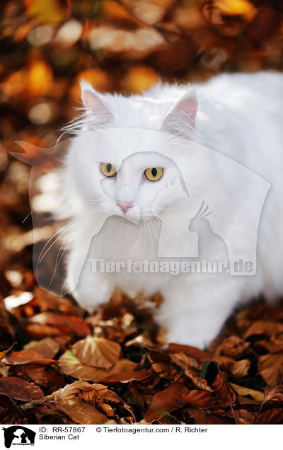 Sibirische Katze / Siberian Cat / RR-57867