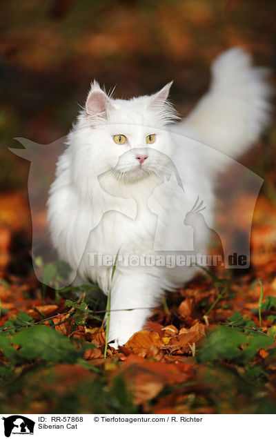 Sibirische Katze / Siberian Cat / RR-57868