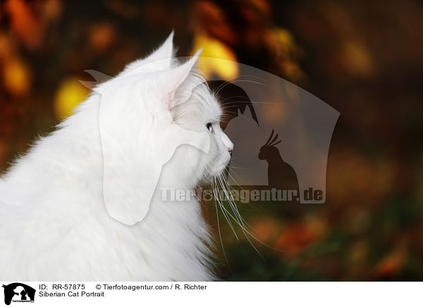 Sibirische Katze Portrait / Siberian Cat Portrait / RR-57875