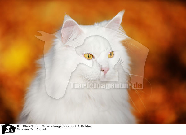 Sibirische Katze Portrait / Siberian Cat Portrait / RR-57935