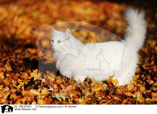 weie Sibirische Katze / white Siberian Cat / RR-57941