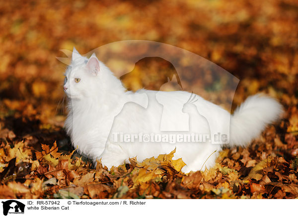 weie Sibirische Katze / white Siberian Cat / RR-57942