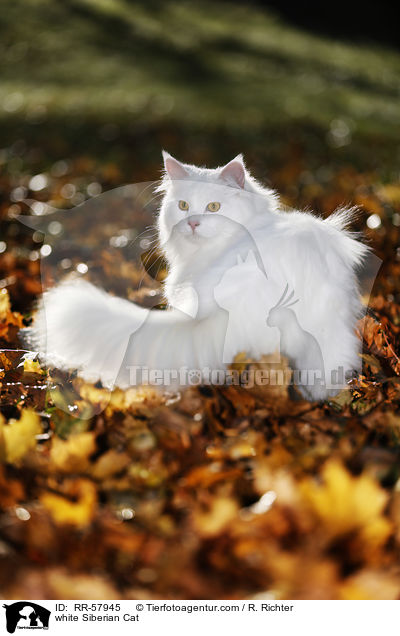 weie Sibirische Katze / white Siberian Cat / RR-57945