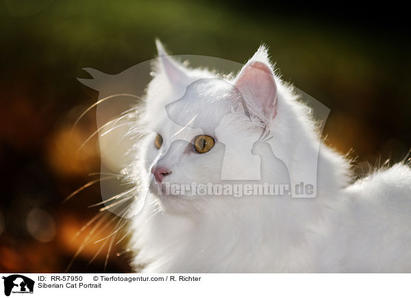 Sibirische Katze Portrait / Siberian Cat Portrait / RR-57950