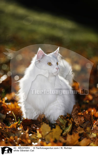 weie Sibirische Katze / white Siberian Cat / RR-57953