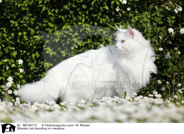 Sibirische Katze steht auf einer Wiese / Siberian cat standing on meadow / RR-59712