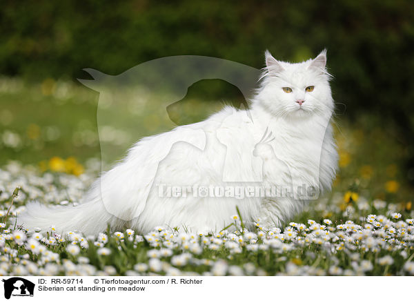 Sibirische Katze steht auf einer Wiese / Siberian cat standing on meadow / RR-59714