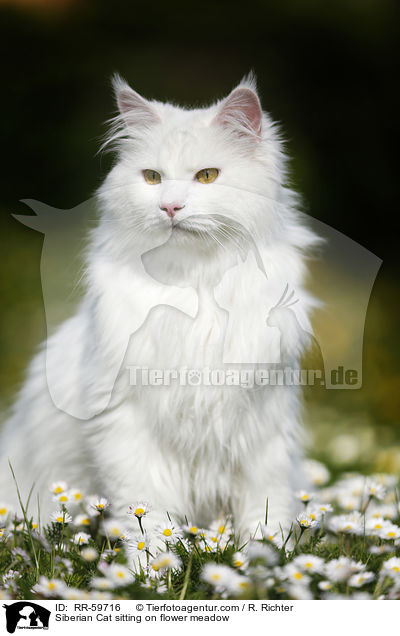 Sibirische Katze sitzt in Blumenwiese / Siberian Cat sitting on flower meadow / RR-59716