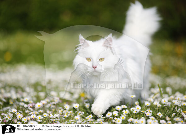 Sibirische Katze luft auf Wiese / Siberian cat walks on meadow / RR-59720