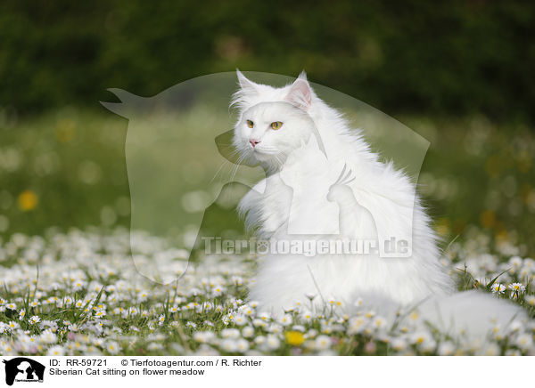 Sibirische Katze sitzt in Blumenwiese / Siberian Cat sitting on flower meadow / RR-59721