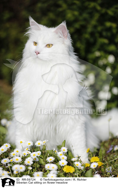 Sibirische Katze sitzt in Blumenwiese / Siberian Cat sitting on flower meadow / RR-59724