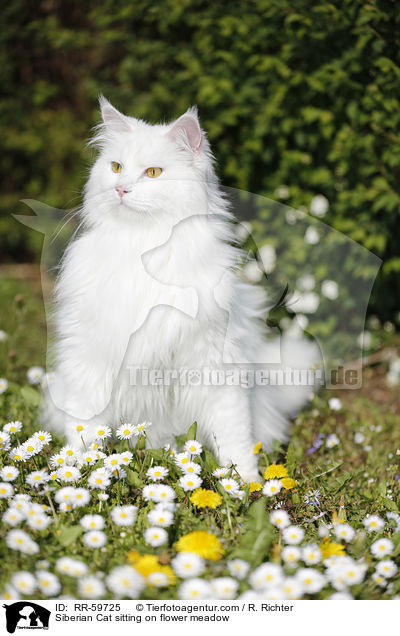 Sibirische Katze sitzt in Blumenwiese / Siberian Cat sitting on flower meadow / RR-59725