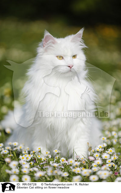 Sibirische Katze sitzt in Blumenwiese / Siberian Cat sitting on flower meadow / RR-59728