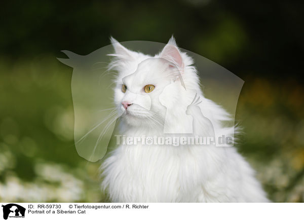 Portrait einer Sibirischen Katze / Portrait of a Siberian Cat / RR-59730