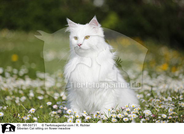 Sibirische Katze sitzt in Blumenwiese / Siberian Cat sitting on flower meadow / RR-59731