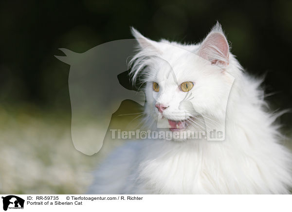 Portrait einer Sibirischen Katze / Portrait of a Siberian Cat / RR-59735