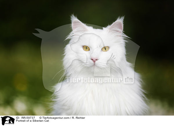 Portrait einer Sibirischen Katze / Portrait of a Siberian Cat / RR-59737