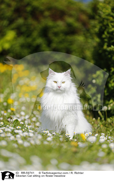Sibirische Katze sitzt in Blumenwiese / Siberian Cat sitting on flower meadow / RR-59741