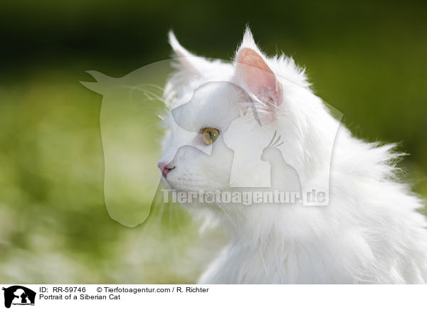 Portrait einer Sibirischen Katze / Portrait of a Siberian Cat / RR-59746