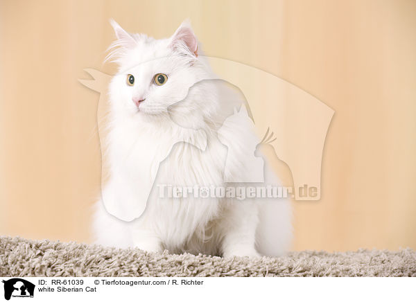 weie Sibirische Katze / white Siberian Cat / RR-61039