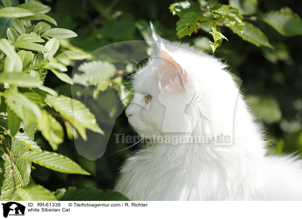 weie Sibirische Katze / white Siberian Cat / RR-61336