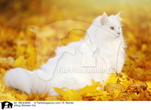 sitzende Sibirische Katze / sitting Siberian Cat / RR-63695