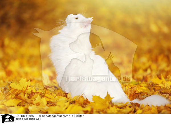 sitzende Sibirische Katze / sitting Siberian Cat / RR-63697