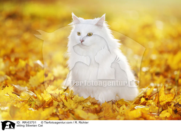 sitzende Sibirische Katze / sitting Siberian Cat / RR-63701