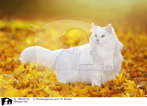 Sibirische Katze / Siberian Cat / RR-63703