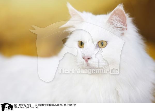 Sibirische Katze Portrait / Siberian Cat Portrait / RR-63706