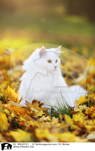 sitzende Sibirische Katze / sitting Siberian Cat / RR-63721