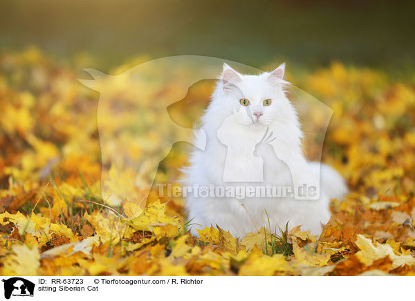 sitzende Sibirische Katze / sitting Siberian Cat / RR-63723