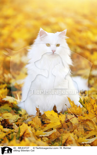 sitzende Sibirische Katze / sitting Siberian Cat / RR-63727