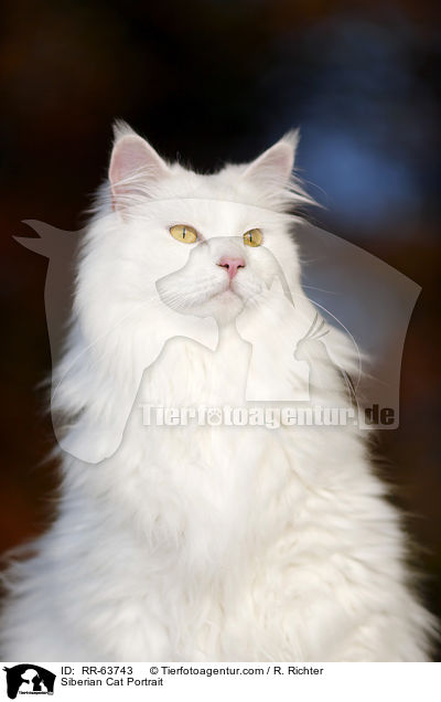 Sibirische Katze Portrait / Siberian Cat Portrait / RR-63743