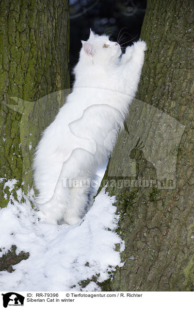 Sibirische Katze im Winter / Siberian Cat in winter / RR-79396