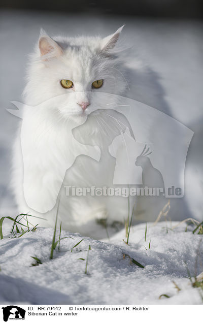 Sibirische Katze im Winter / Siberian Cat in winter / RR-79442