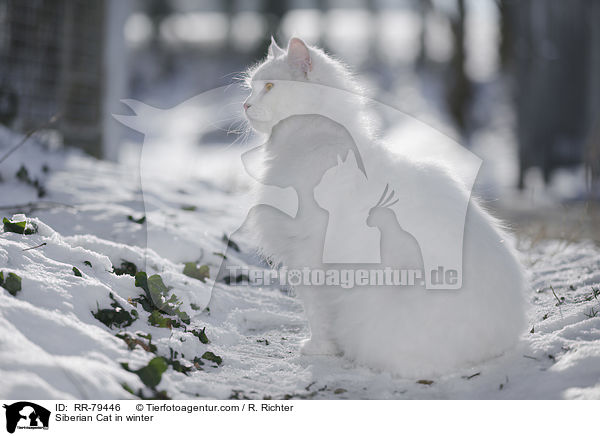 Sibirische Katze im Winter / Siberian Cat in winter / RR-79446