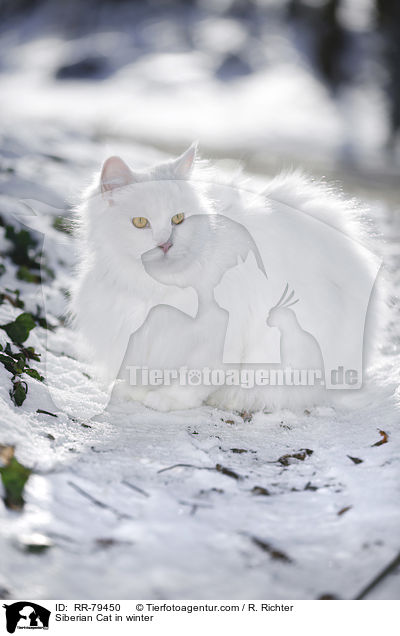 Sibirische Katze im Winter / Siberian Cat in winter / RR-79450